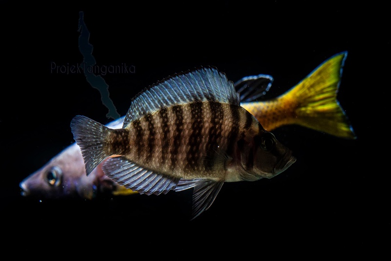 Altolamprologus compressiceps 'Tembwe (Deux)'